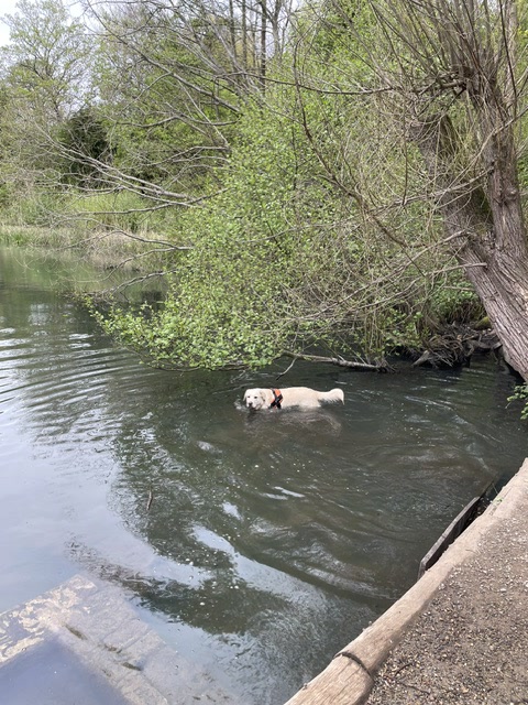Labrador swimming in the river
