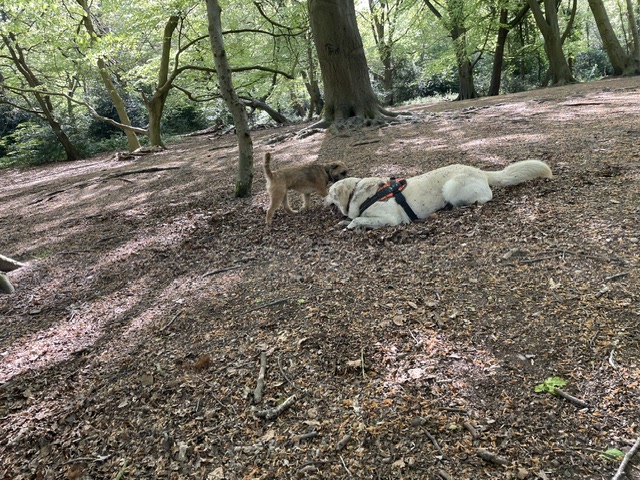 Two dogs resting in dappled woodland shade