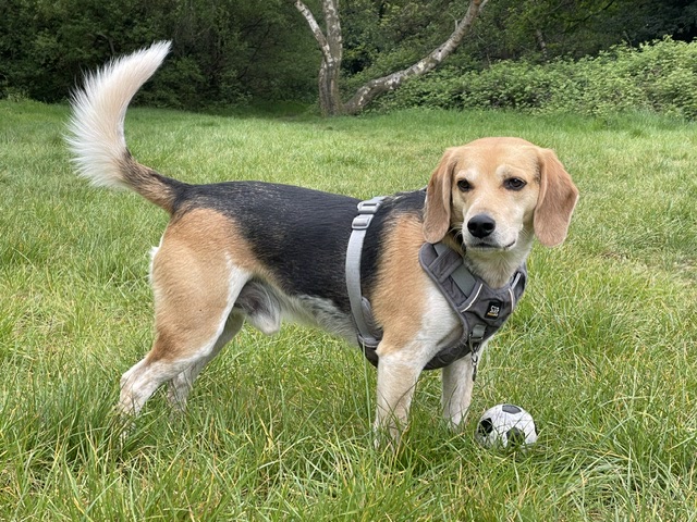 Beagle playing with a football