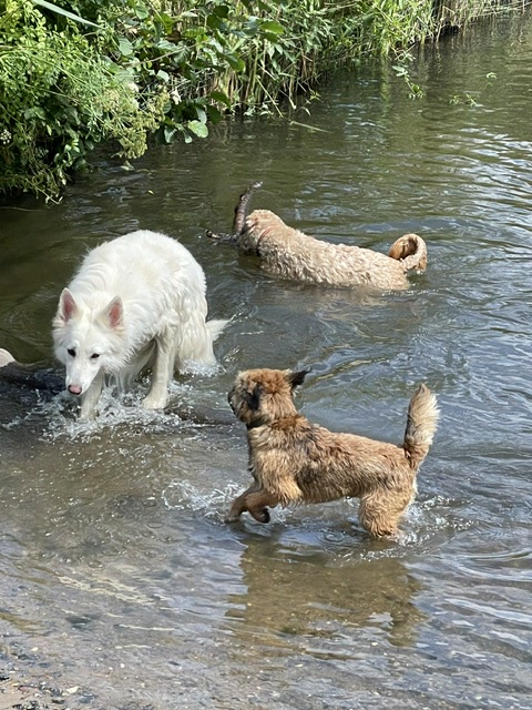 Three dogs playing in shallow river water