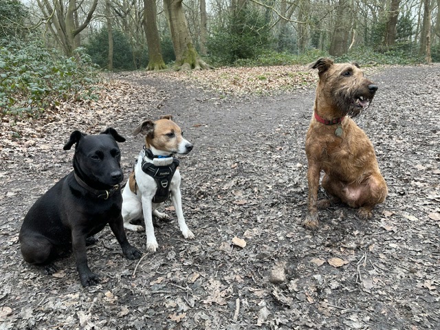 Three dogs sitting together on a woodland path